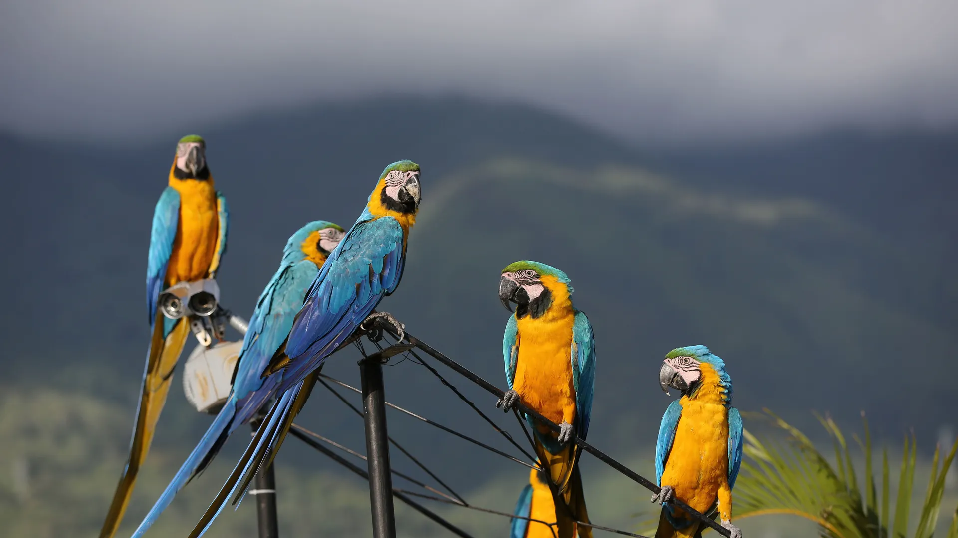 Wild Macaws in Caracas, Venezuela