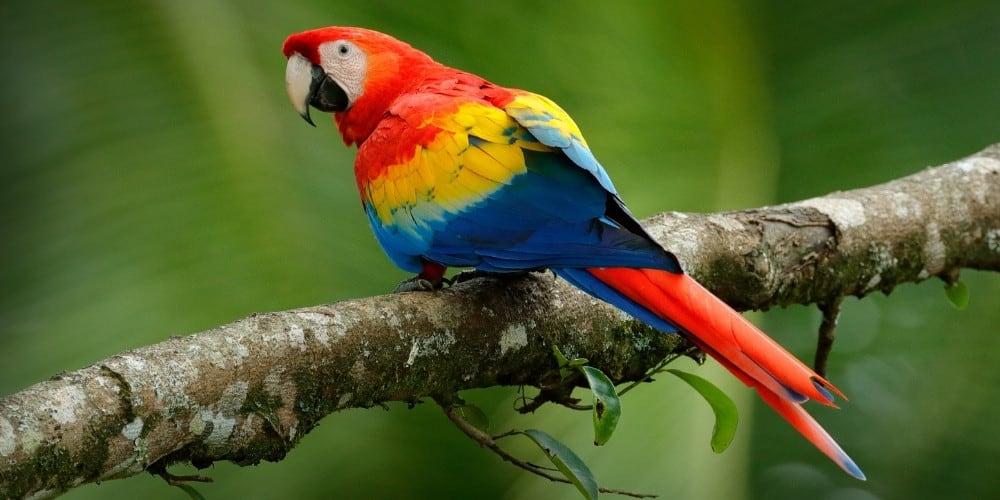 Macaw perched on a branch