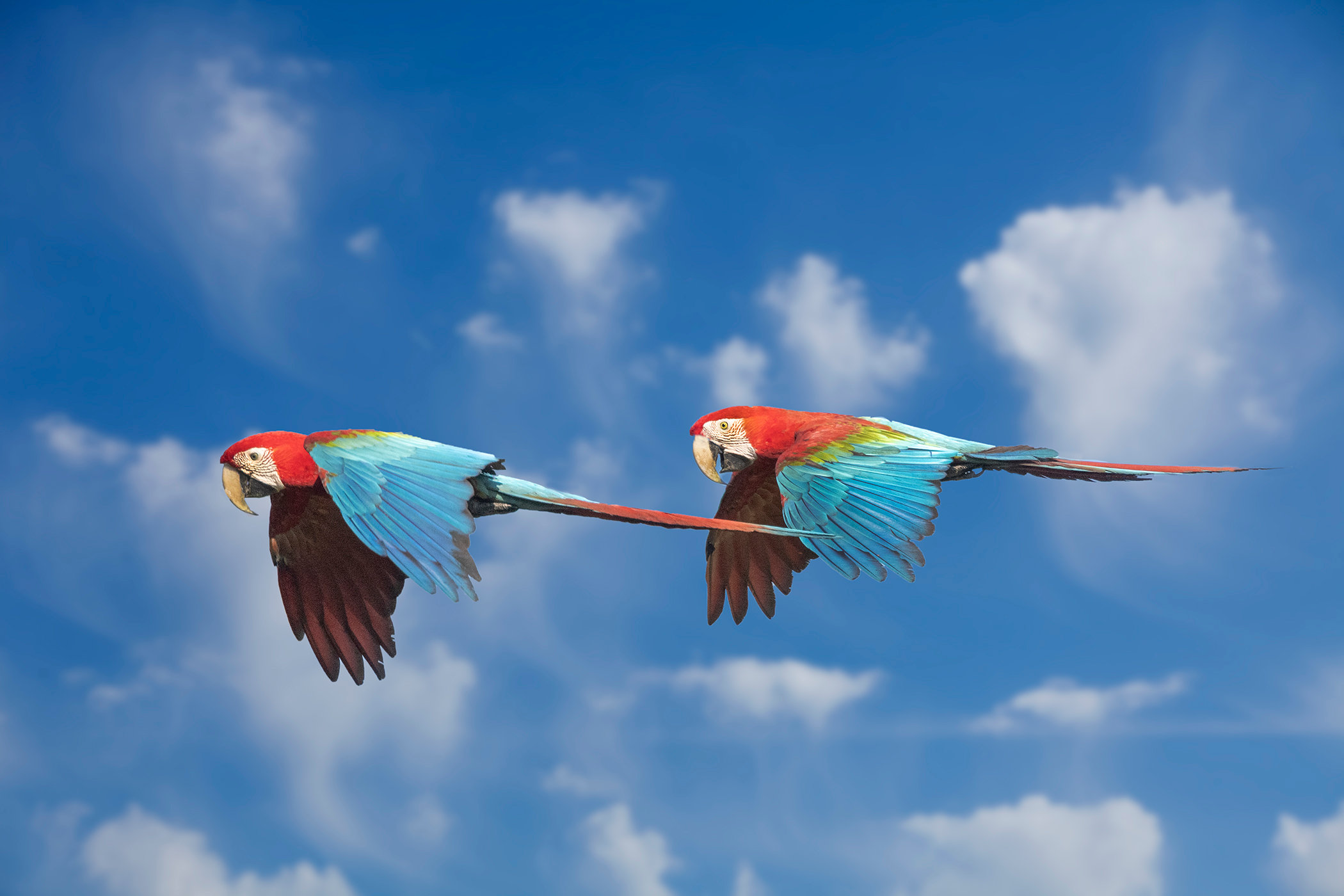 Flock of macaws