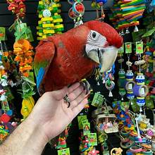 Adopt a Macaw Program