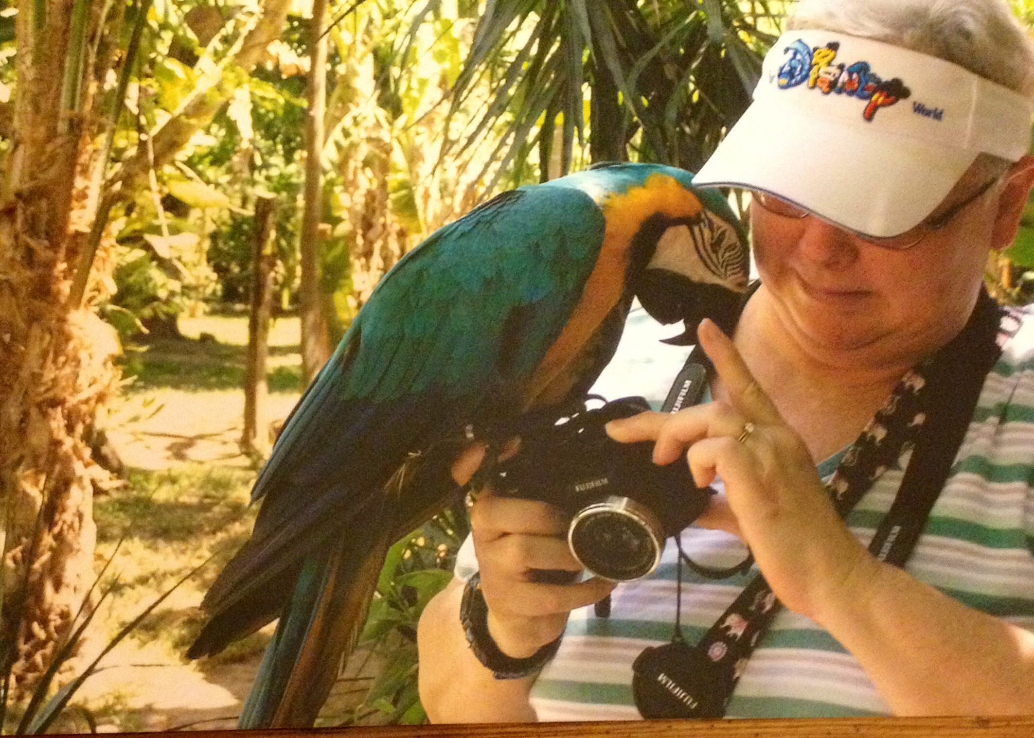 Macaw at sanctuary