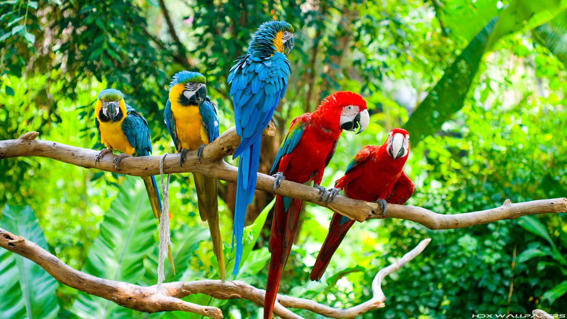 Macaw's in the wild