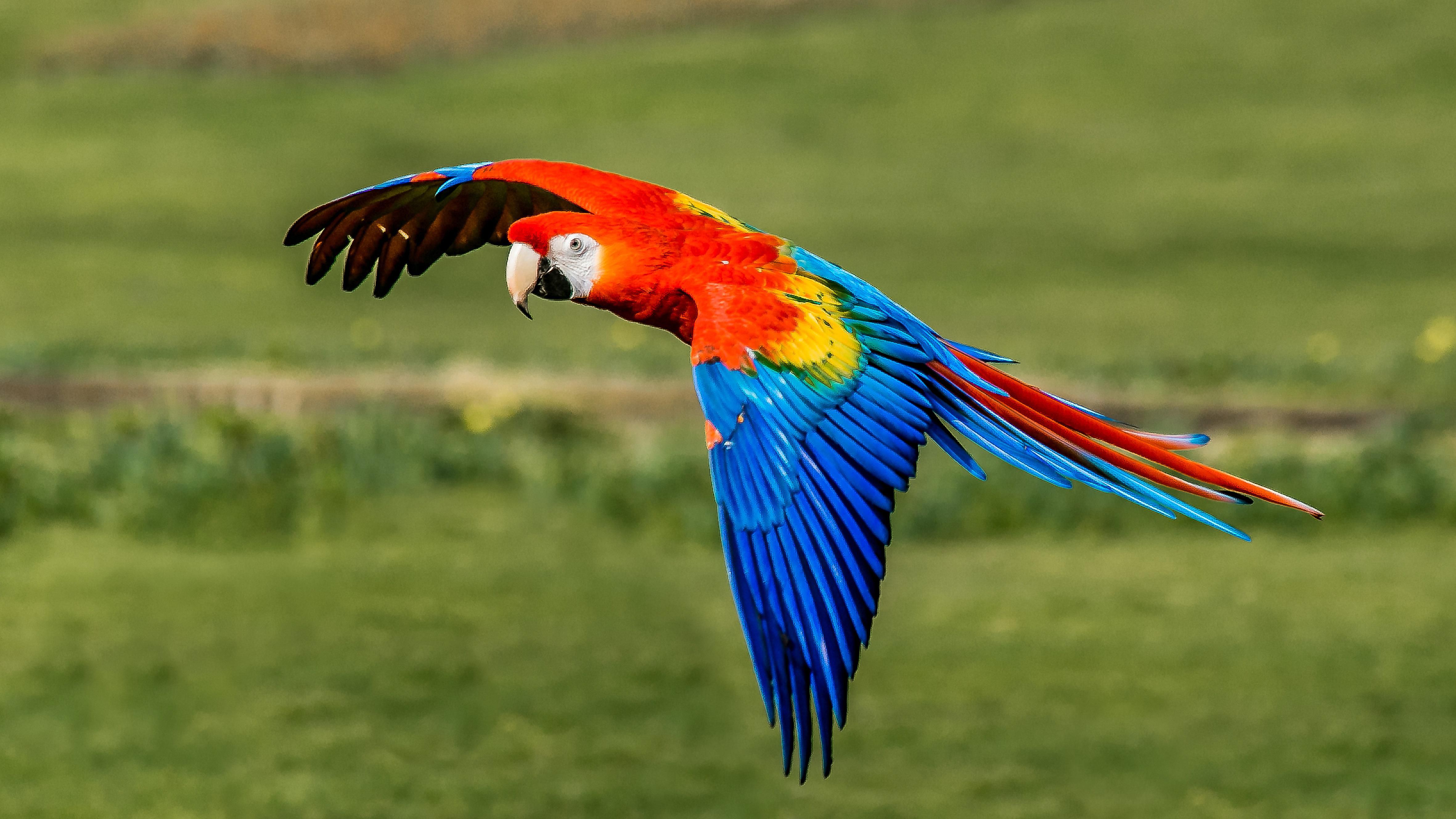 Bluey the rescued macaw